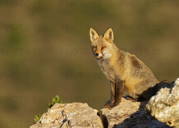 Red fox (Vulpes vulpes) in early morning light on a rock, Sierra de San Pedro, Extremadura, Spain
