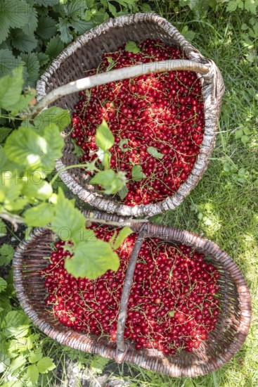 Two baskets of redcurrants or currants, Ribes Rubum, Upper Bavaria, Bavaria, Germany
