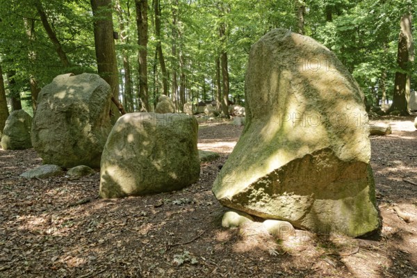 Erratic blocks in the Neuenknick erratic block forest in the Teutoburg Forest. Around 2000 of the ice-age relics have been brought together in a collection. The erratic boulder forest includes a nature discovery trail and is equipped as a leisure and recreation centre. Petershagen, North Rhine-Westphalia. Germany