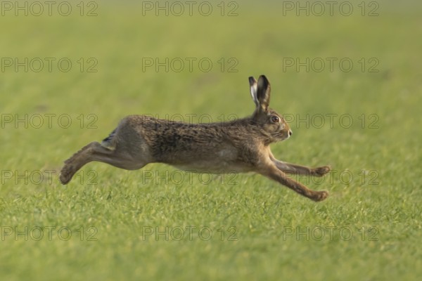 European brown hare (Lepus europaeus) adult animal running in a farmland field in springtime, England, United Kingdom