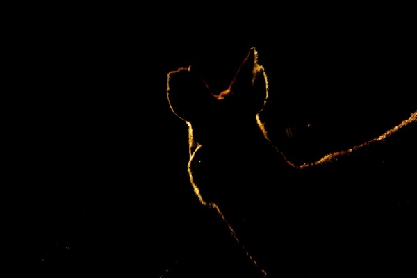 Chinese water deer (Hydropotes inermis) adult animal rim lit with backlighting at sunset standing in a field, England, United Kingdom