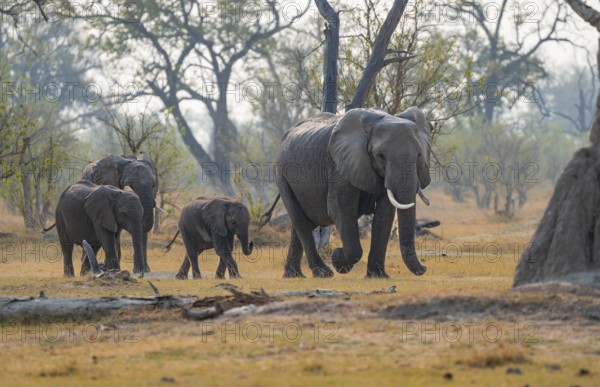 African elephant (Loxodonta africana), group with young, Okavango Delta, Moremi Game Reserve, Botswana