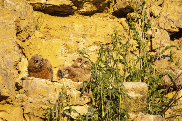Eurasian Eagle-owl (Bubo bubo) chicks in the nest hollow Germany