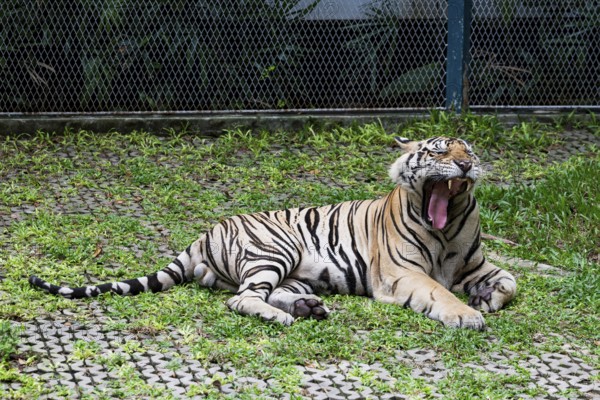 Tiger (Panthera tigris) Pattaya Thailand