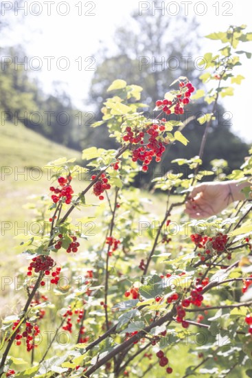 Girl picking redcurrants or currants, Ribes Rubum, Upper Bavaria, Bavaria, Germany