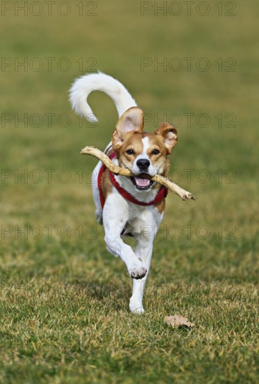 Beagle with branch in mouth jumps across meadow, Switzerland