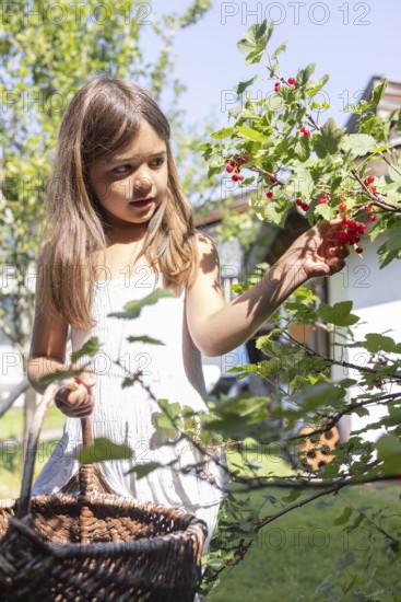 Girl picking redcurrants or currants, Ribes Rubum, Upper Bavaria, Bavaria, Germany
