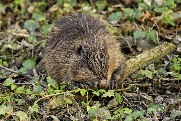 Eurasian beaver, European beaver (Castor fibre), eating leaves on the bank of a stream, Canton Zug, Switzerland