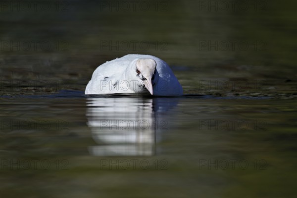 Eurasian Coot (Fulica atra), leucistic, partly albino, swimming, Lake Zug, Switzerland