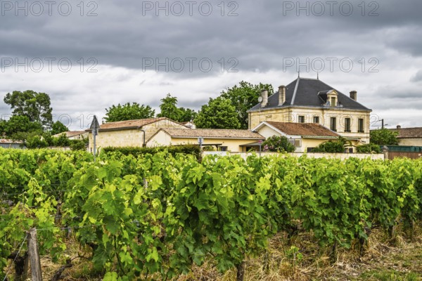 Vineyard of Chateau Pichon Longueville Baron Vineyard and grape fields around Pauillac, Bordeaux, Gironde, Nouvelle-Aquitaine, France