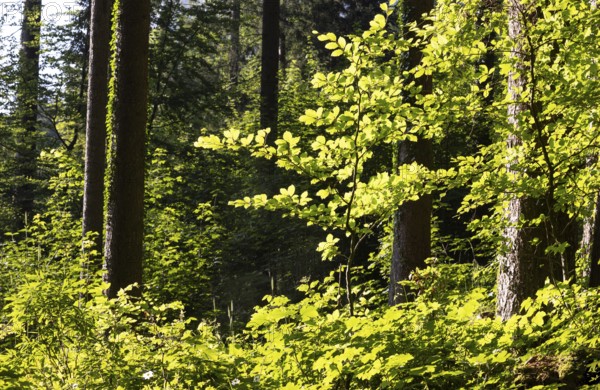 Hornbeam, Carpinus betulus, beech forest with green leaves in the sun, Upper Austria, Austria