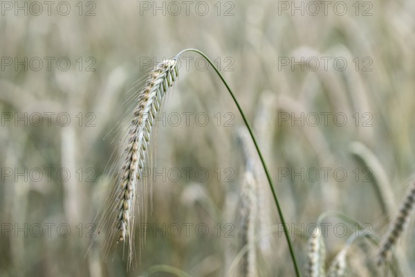 Triticale ears (triticale), Emsland, Lower Saxony, Germany