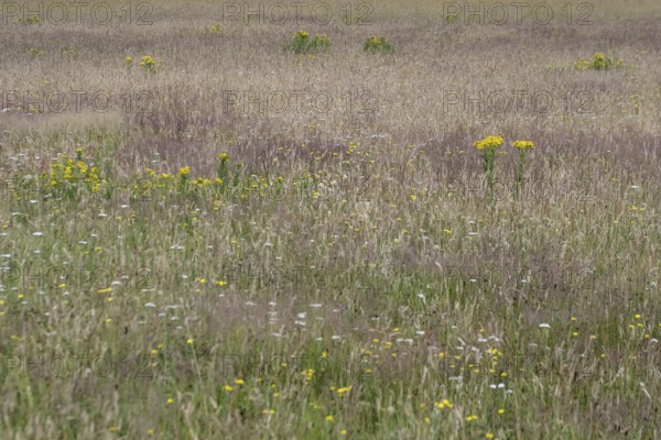 Meadow with ragwort (Senecio jacobaea), Emsland, Lower Saxony, Germany