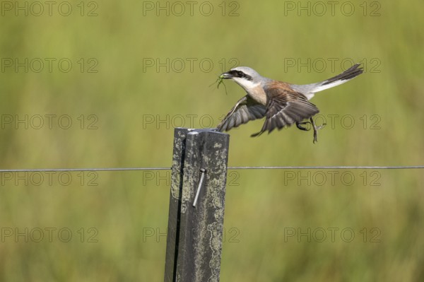 Red-backed shrike (Lanius collurio), Emsland, Lower Saxony, Germany