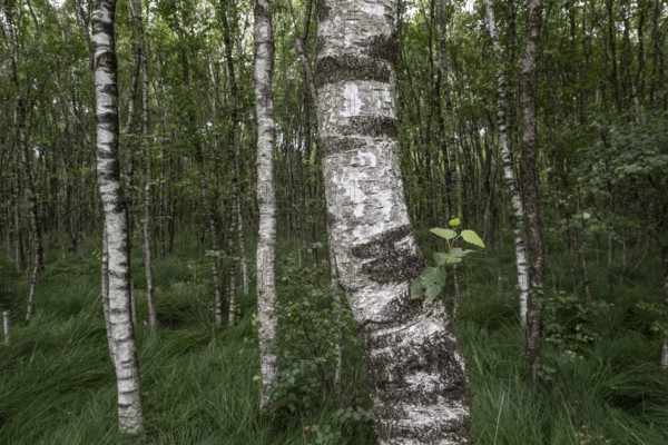 Birch quarry forest (Betula pendula), Emsland, Lower Saxony, Germany