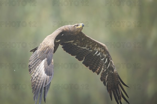 Steppe eagle (Aquila nipalensis) flying on a foggy day in autumn, Bavaria, Germany