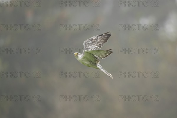 Saker falcon (Falco cherrug) flying, autumn, Bavaria, Germany