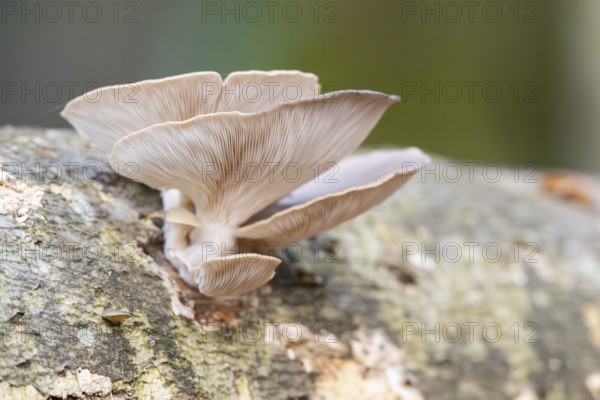 Oyster mushroom (Pleurotus ostreatus) growing an a European beech (Fagus sylvatica) tree trunk in a forest in autumn, Bavaria, Germany