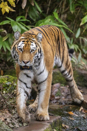 Siberian tiger or Amur tiger (Panthera tigris altaica) walking on the ground in autumn, captive, Germany