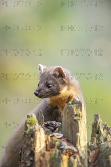European pine marten (Martes martes) in a forest in autumn, Bavaria, Germany