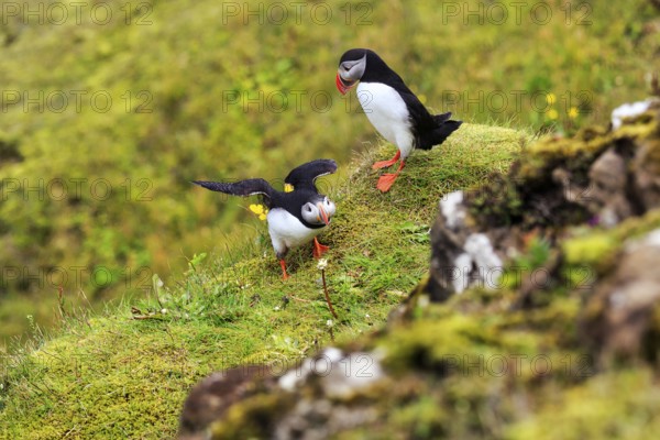 Two puffins (Fratercula arctica) on a grassy bird cliff, Cape Dyrhólaey in summer, Dyrholaey, Vík í Mýrdal, Vik i Myrdal, Suðurland, Sudurland, Iceland