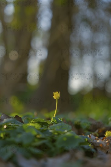 Nature photograph of lesser celandine (Ficaria verna) in spring, nature photo, flora, plant, flower, Schwarmstedt, Heidekreis, Lower Saxony, Germany