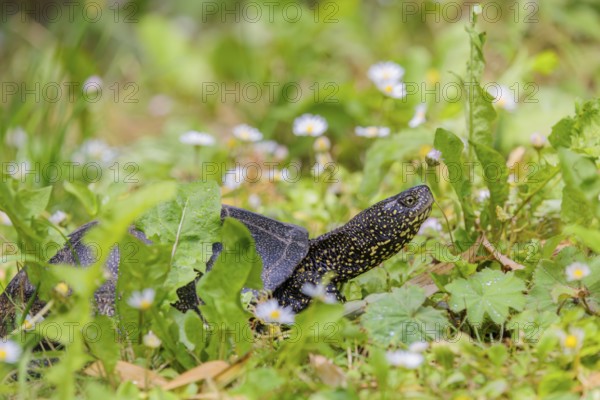 A European pond turtle (Emys orbicularis), makes its way through the green meadow next to the pond