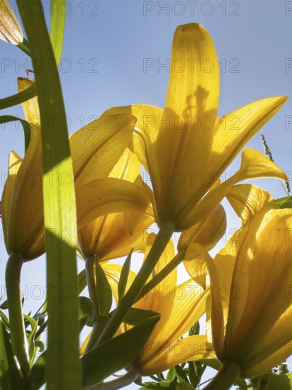 Yellow lily (Lilium cultorum) in front of a blue sky, photographed from a frog's perspective
