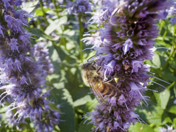 Honey bee (Apis) sitting on scented nettle, aniseed scented nettle, aniseed hyssop, aniseed giant hyssop (Agastache foeniculum)