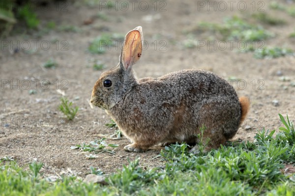 Bush hare (Lepus saxatilis), adult, foraging, alert, Montain Zebra National Park, Eastern Cape, South Africa