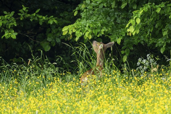 Roe deer (Capreolus capreolus), female, Vulkaneifel, Rhineland-Palatinate, Germany