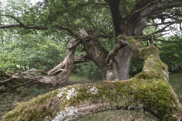 English oak (Quercus robur) in the Hutewald forest, Emsland, Lower Saxony, Germany