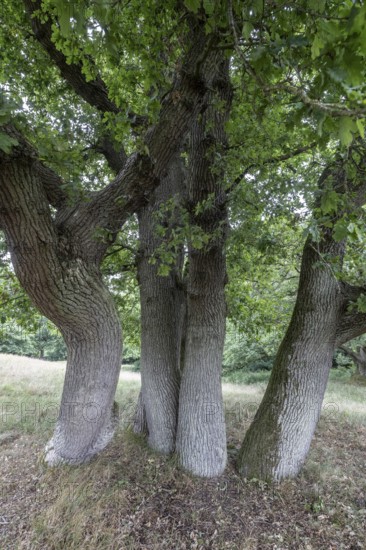 English oak (Quercus robur) in the Hutewald forest, Emsland, Lower Saxony, Germany