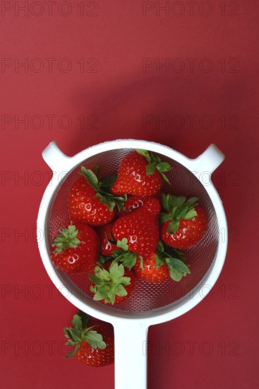 Strawberries in a colander on a red background, Fragaria