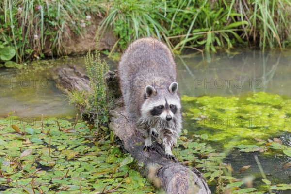 An adult raccoon (Procyon lotor) crosses the shallow water of a stream on a broken branch of a tree