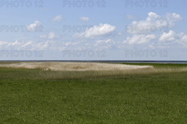 Salt marshes on the North Sea, North Sea coast, dyke foreland between Duhnen, Sahlenburg and Arensch, valuable nature reserve, important bird breeding area, bird sanctuary, habitat of numerous endangered coastal plants, Wadden Sea of Lower Saxony, Northern Germany, Cuxhaven, Duhnen, Sahlenburg, Lower Saxony, Germany, Western Europe