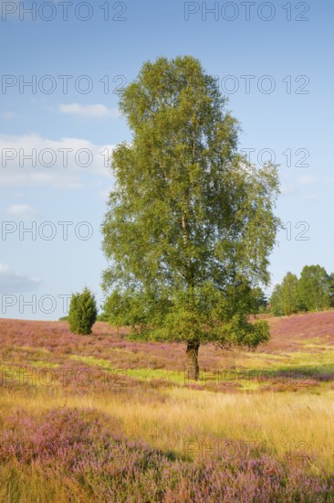 Large birch tree in the blooming Lüneburg Heath, Lower Saxony, Germany