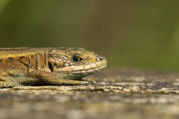 Common lizard (Zootoca vivipara) adult reptile resting on a wooden sleeper, England, United Kingdom