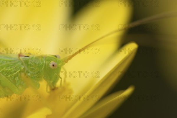 Oak bush cricket (Meconema thalassinum) adult insect on a garden yellow flower, England, United Kingdom