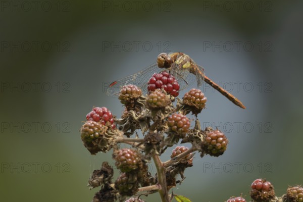 Common darter dragonfly (Sympetrum striolatum) adult insect resting on blackberries fruit in summer, England, United Kingdom