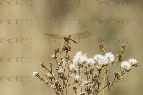 Common darter dragonfly (Sympetrum striolatum) adult insect resting on a flower seedhead in summer, England, United Kingdom