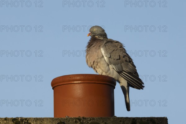 Wood pigeon (Columba palumbus) adult bird on an urban house chimney pot, England, United Kingdom