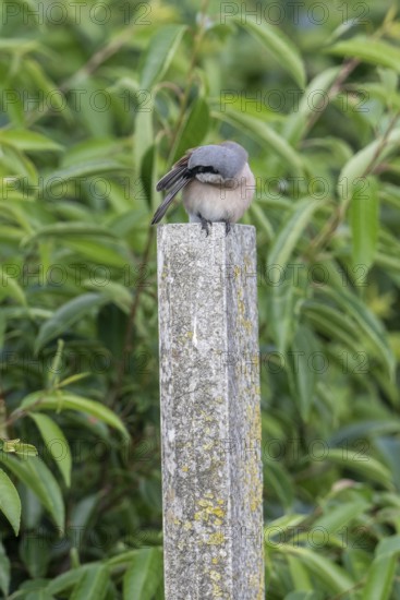 Red-backed shrike (Lanius collurio), Emsland, Lower Saxony, Germany