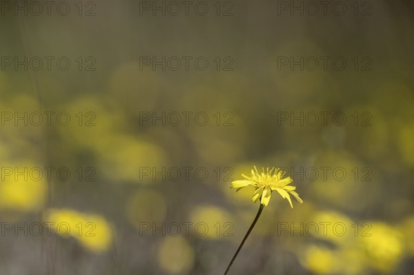 Hawkweed (Hieracium), Emsland, Lower Saxony, Germany