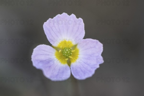 Hedgehog hose (Baldellia ranunculoides), Emsland, Lower Saxony, Germany