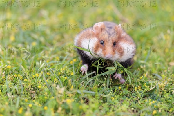 A European hamster (Cricetus cricetus) collects herbs, grass and daisies in a fresh green meadow