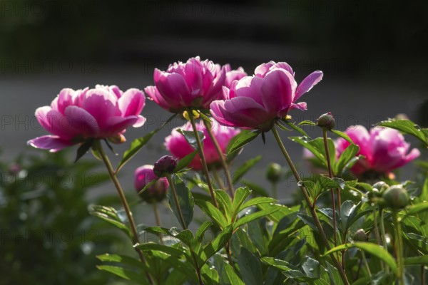 Peony flowers, Paeonia sp, Perrenial flowers, Region of La Mauricie, Province of Quebec, Canada