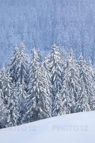 Freshly snow-covered spruce forest, Sattelegg, Schwyz, Switzerland