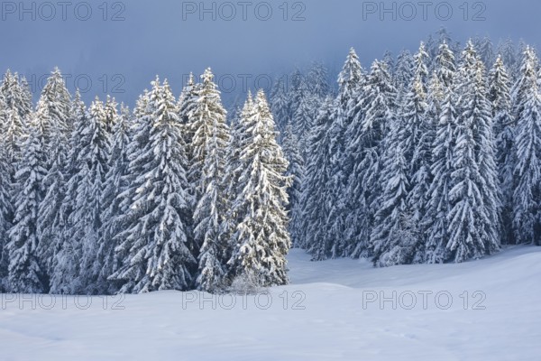 Freshly snow-covered spruce forest, Sattelegg, Schwyz, Switzerland