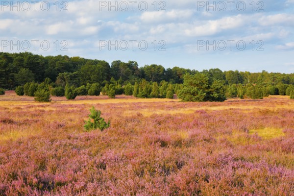 Trees and blooming heath near Oberhaverbeck in the Lüneburg Heath nature park Park, Lower Saxony, Germany